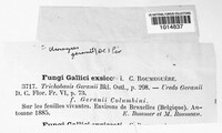 Uromyces geranii image